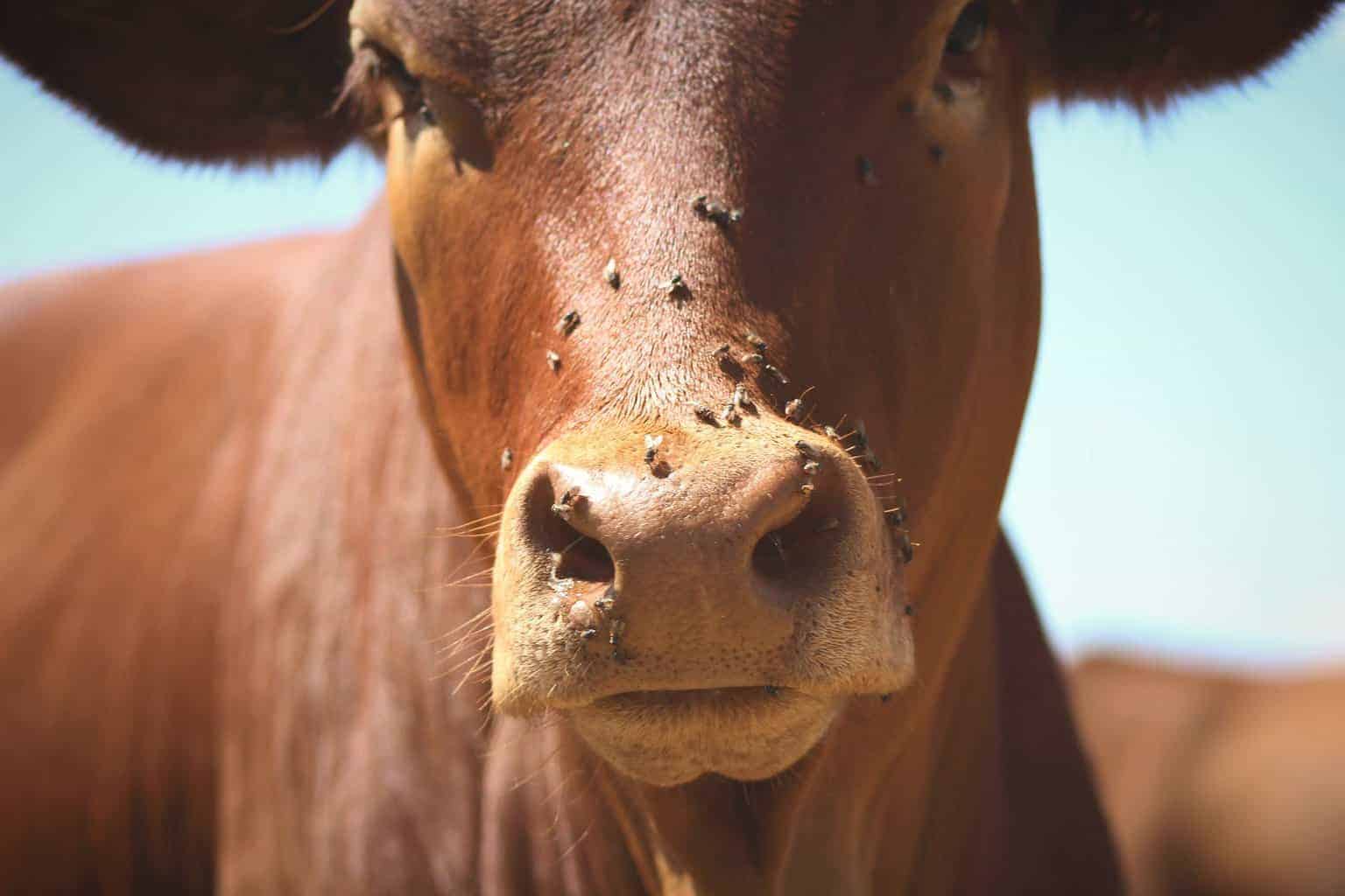How To Keep Flies Off Cows Naturally: Tips And Tricks